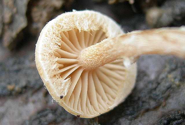 Tubaria conspersa    (Pers.)    Fayod